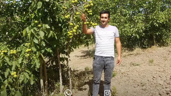 خرید نهال گردو از نهال کار نمونه کشور