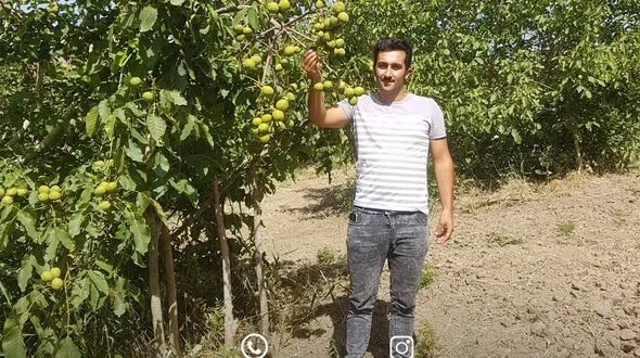 خرید نهال گردو از نهال کار نمونه کشور