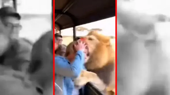 فیلم حمله شیر به گردشگر در سافاری ساخته شده با هوش مصنوعی