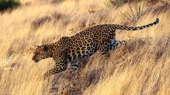 مشاهده یک قلاده پلنگ ایرانی در کوههای شهرستان میناب