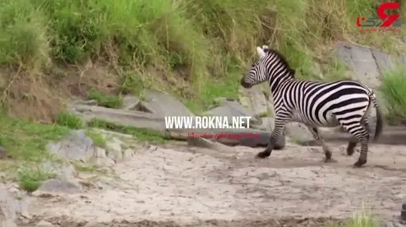 فرار عجیب گورخر از دست شیر وحشی + فیلم