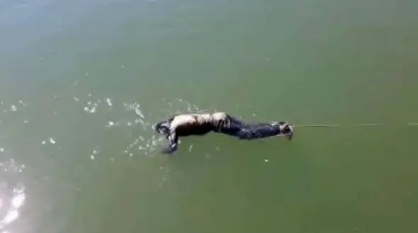 غرق شدن جوان 32ساله در علی ابادکتول