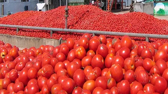 ۴۱ هزار تن گوجه فرنگی در خراسان رضوی خرید حمایتی شد