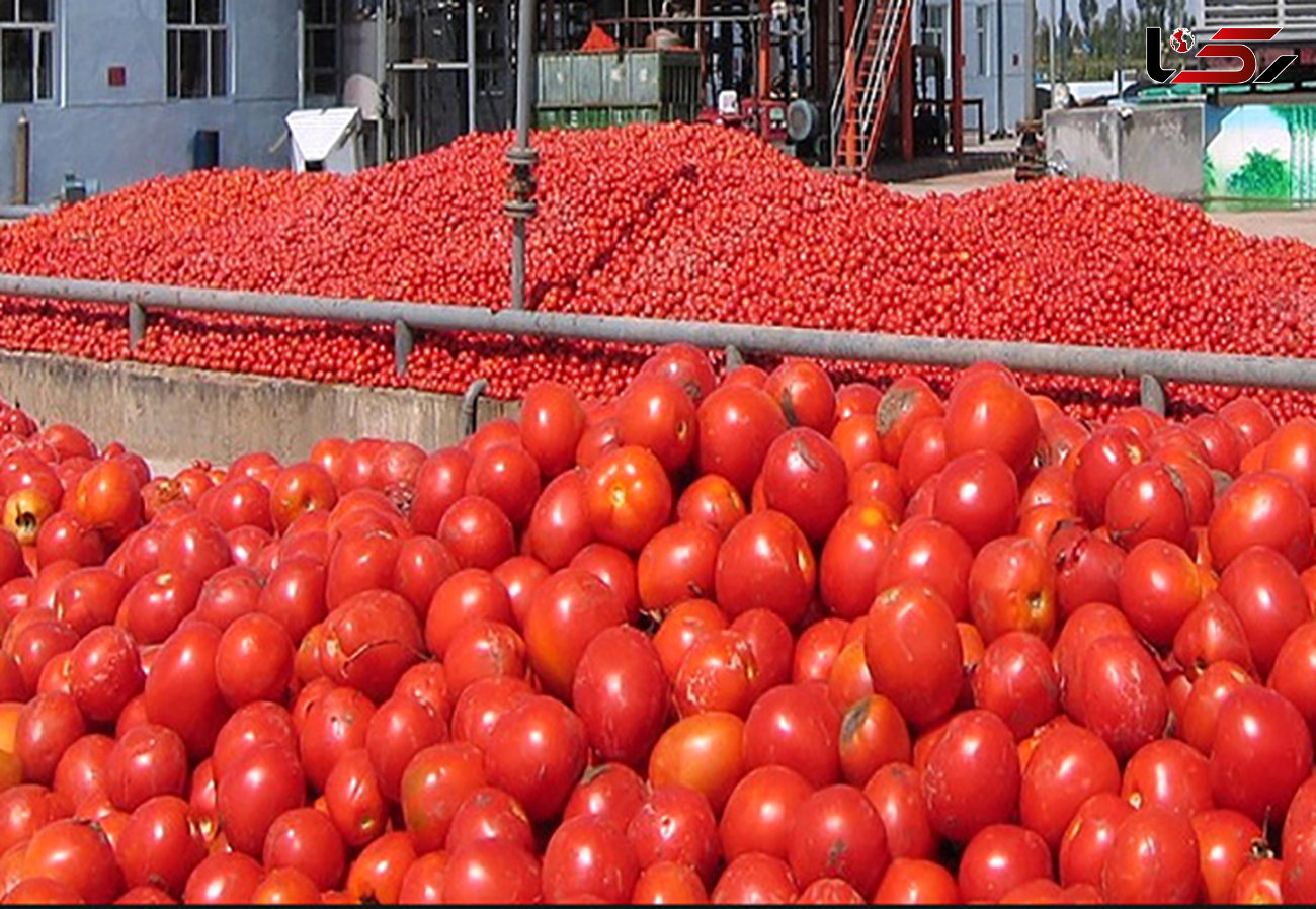 قیمت گوجه‌فرنگی در میادین میوه و تره‌بار
