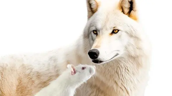 از حواصیل تا زوزه موش