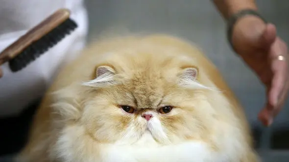 بیماری گربه به انسان کدامند؟