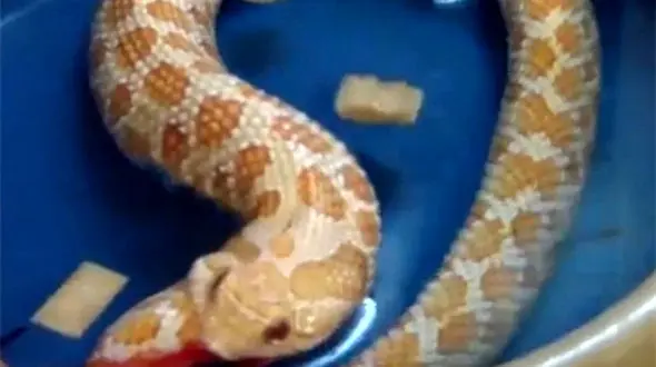 ببینید / قابی منحصر بفرد از لحظه گاز گرفتن بچه مار !