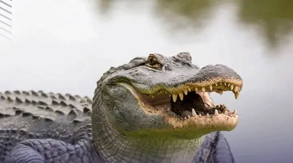  ببینید / لحظه بالا آمدن جسد یک مرد در رودخانه ! + فیلم