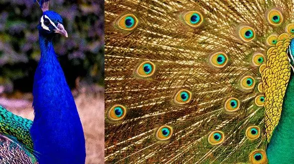 برای دیدن طاووس های زیبا کجا برویم؟ +تصاویر 