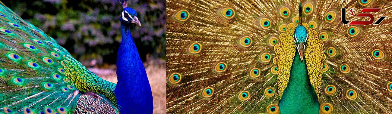 برای دیدن طاووس های زیبا کجا برویم؟ +تصاویر 