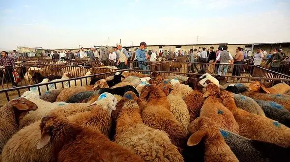  اجرای طرح تشدید نظارت بهداشتی درعید قربان + نکات مهم بهداشتی در عید قربان