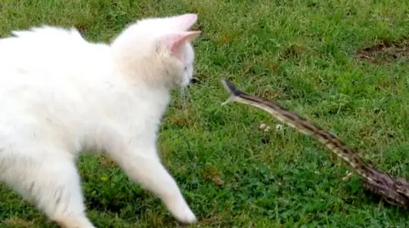 فیلم/ مرد حیوا‌ن‌آزار گربه را در حین مبارزه با یک مار سمی غافلگیر کرد! 