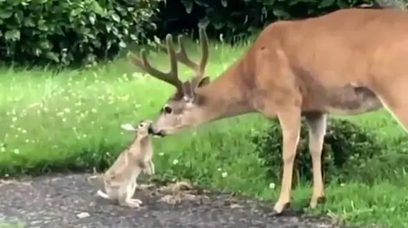 دوستی خرگوش و گوزن + فیلم