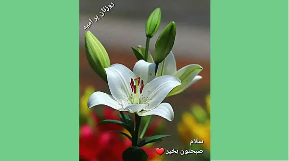 فال ابجد امروز / 10 دی ماه + فیلم 