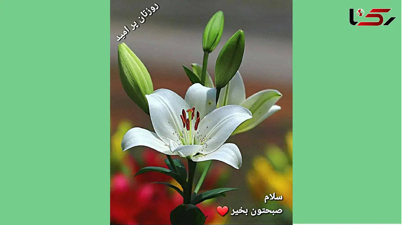 فال ابجد امروز / 10 دی ماه + فیلم 