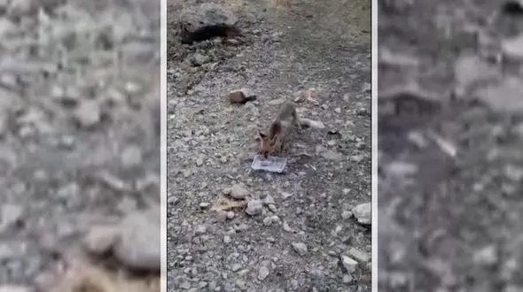 فیلم نجات روباه تشنه در لردگان 