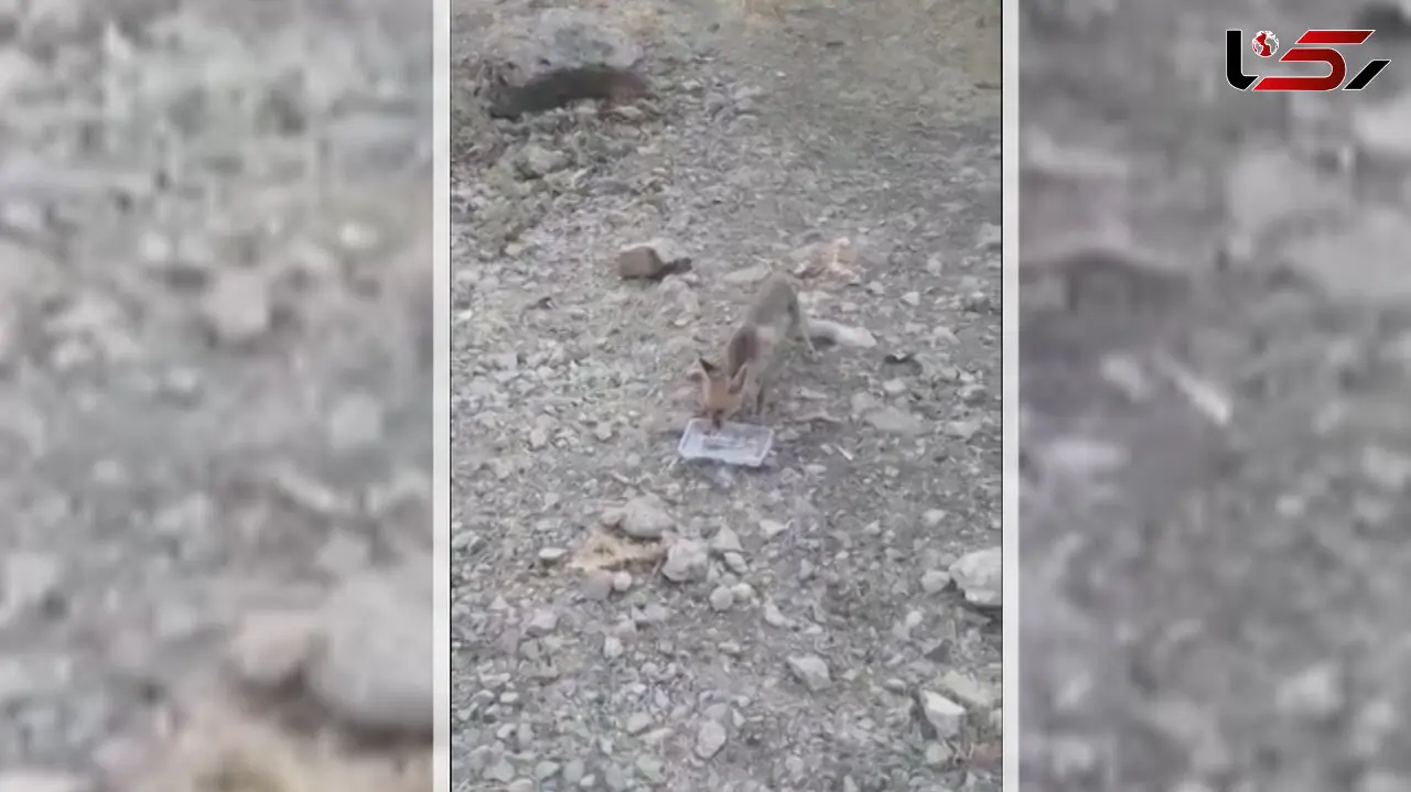 فیلم نجات روباه تشنه در لردگان 