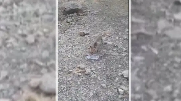 فیلم نجات روباه تشنه در لردگان 