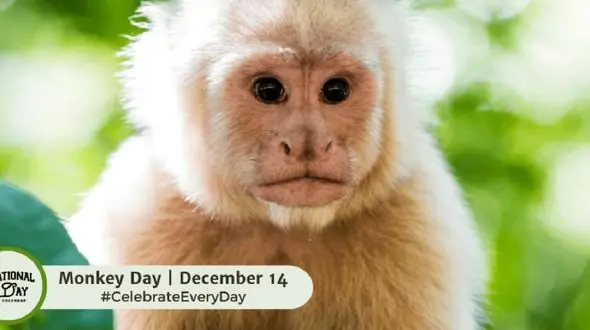 چرا 14 دسامبر به نام روز جهانی میمون شناخته شده است؟
