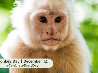 چرا 14 دسامبر به نام روز جهانی میمون شناخته شده است؟