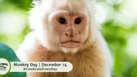 چرا 14 دسامبر به نام روز جهانی میمون شناخته شده است؟