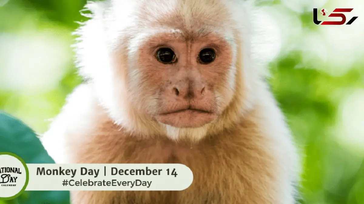 چرا 14 دسامبر به نام روز جهانی میمون شناخته شده است؟