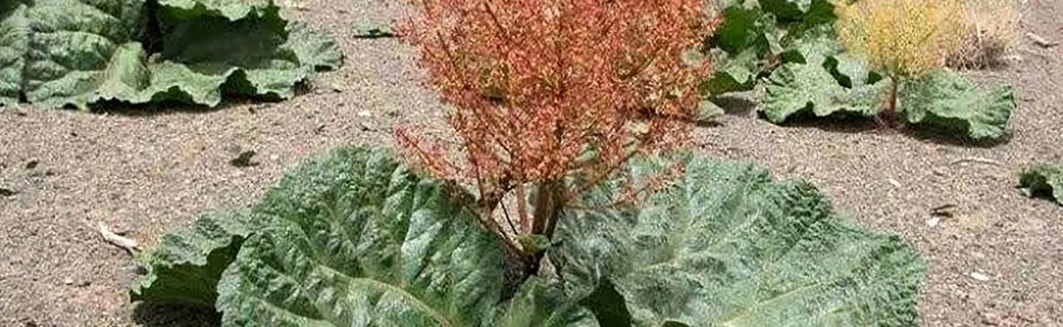دشت زیبای ریواس در کجاست؟ / عکس های دیدنی