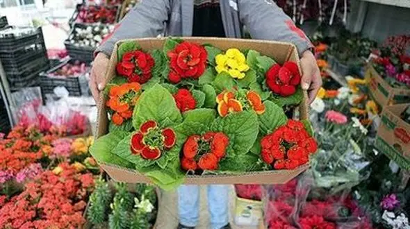 بازار گل خالی از دلال‌/ هزینه گل‌آرایی؛ ۳۰درصد قیمت فاکتورفروش