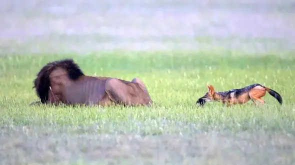 بازی شغال با دم سلطان جنگل + فیلم