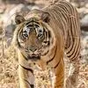 دو چهره از حیات وحش