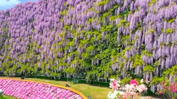  زیبایی ببینیم
