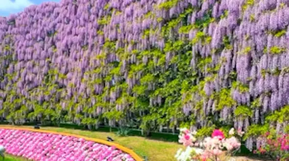  زیبایی ببینیم