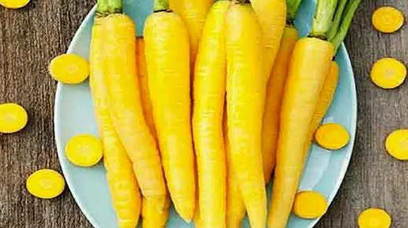 فواید بی نظیر هویج فرنگی 