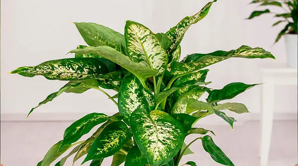 معرفی گیاه / دیفن باخیا