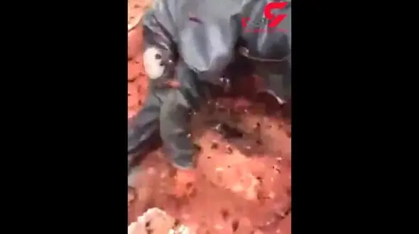 عجیب ترین صحنه ها از کندوی عسل و زنبورهای قرمز + تصویر