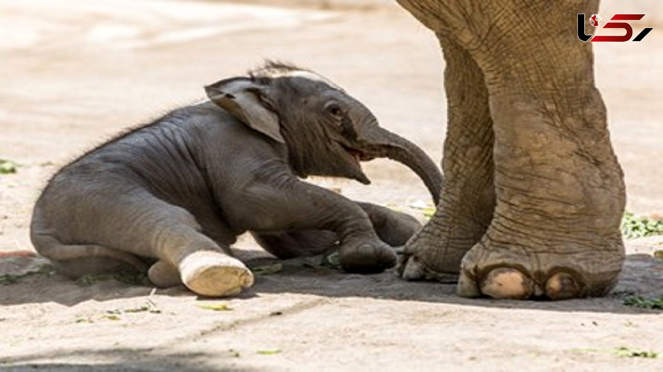 زایمان یک فیل در باغ وحش ارم + تصاویر