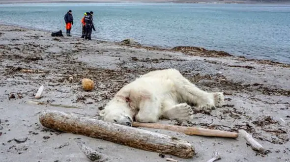 مرگ خرس قطبی به ضرب گلوله یک بادیگارد+ عکس 