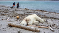مرگ خرس قطبی به ضرب گلوله یک بادیگارد+ عکس 