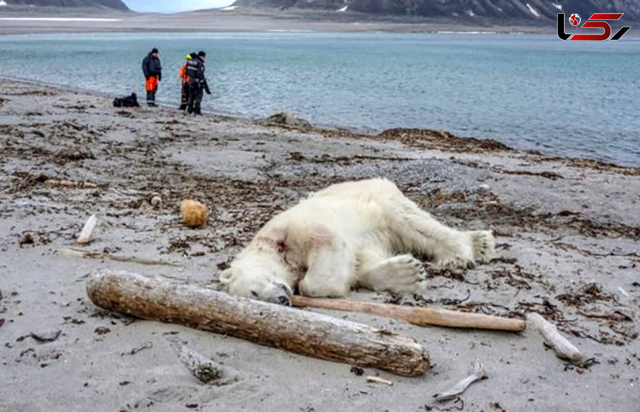 مرگ خرس قطبی به ضرب گلوله یک بادیگارد+ عکس 