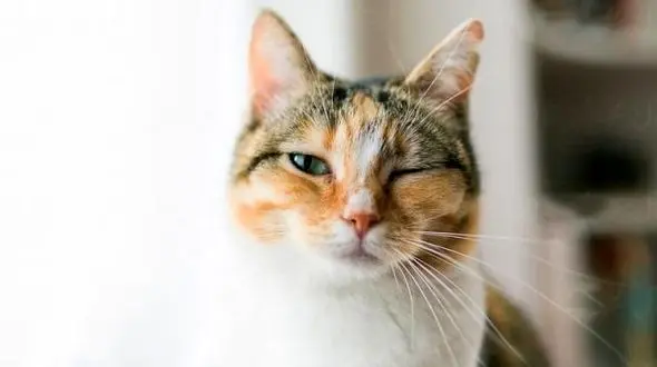 فیلم حیرت آور از آب تنی یک گربه در گرمای خوزستان  / مگر گربه ها از آب فراری نیستند !