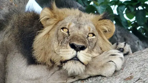 تصویر ثبت شده خواب شیرین شیرها روی شاخه درختان + تصویر