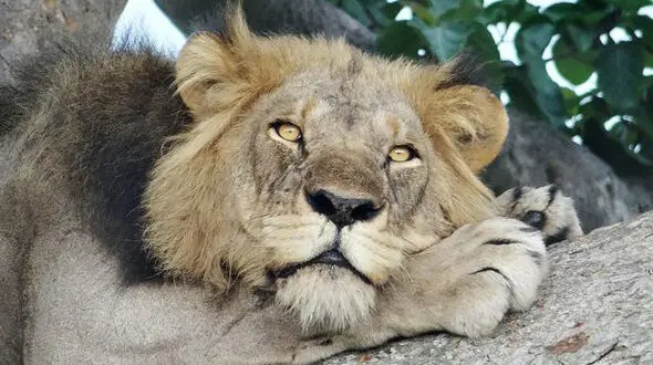 تصویر ثبت شده خواب شیرین شیرها روی شاخه درختان + تصویر