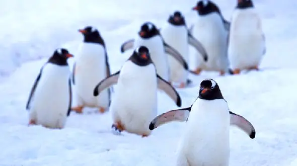 از رقص بال‌ها تا دشت سبز