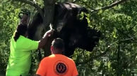 فیلم  لحظه نجات گاو گرفتار در میان شاخه های درخت