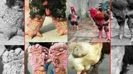 پاهای غیر طبیعی این مرغ و خروس ها معروف است 
