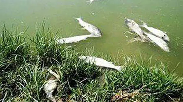 تلخ / مرگ دسته جمعی ماهی ها در رودخانه کسما + عکس 