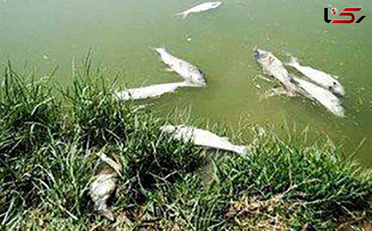 تلخ / مرگ دسته جمعی ماهی ها در رودخانه کسما + عکس 