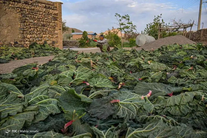 دشت زیبای ریواس 21