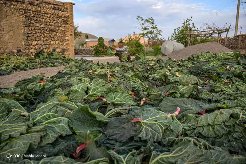 دشت زیبای ریواس 21