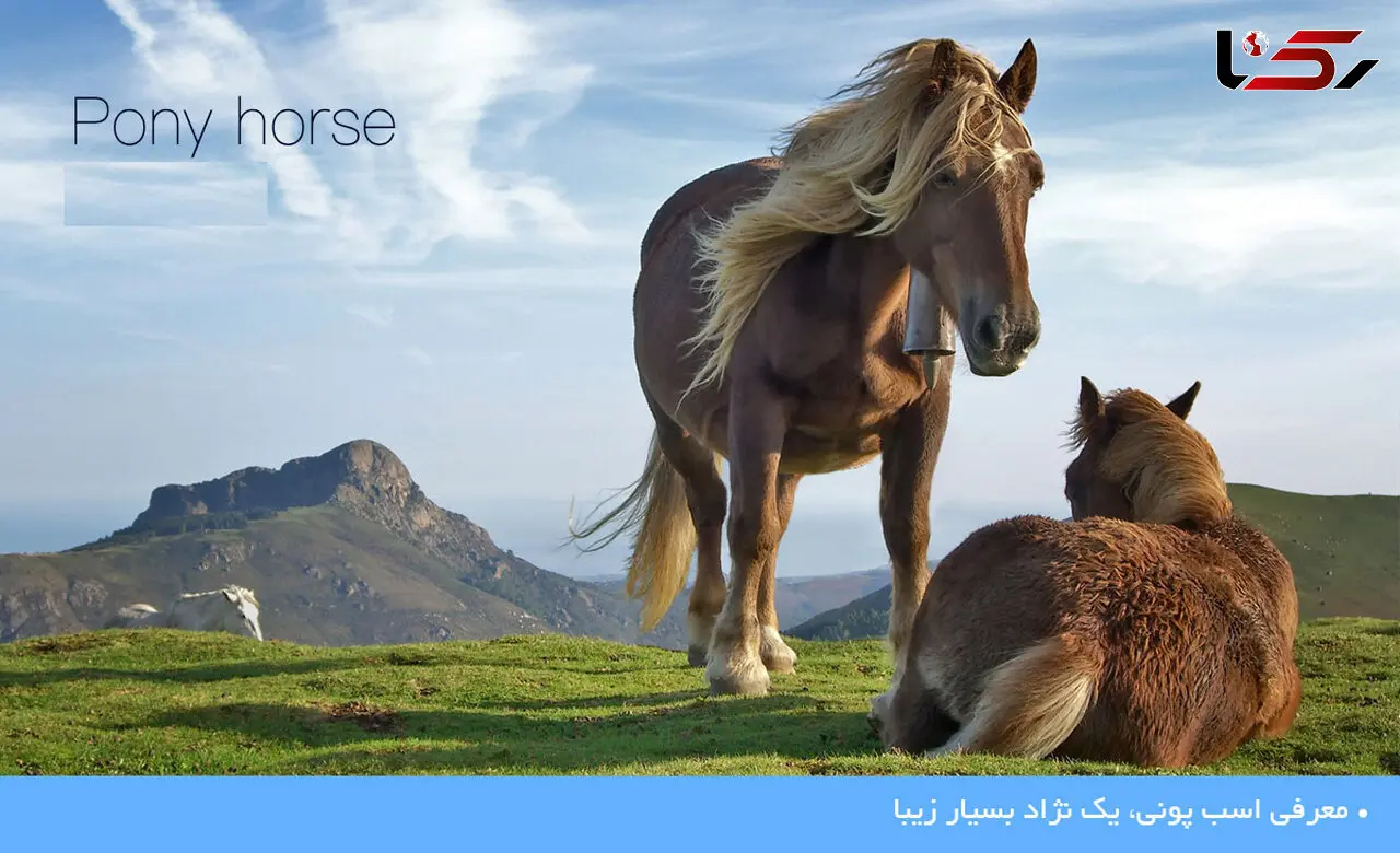 نژادی بسیار زیبا از اسب های پونی شگفت انگیز +عکس
